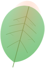 Wabii Logo